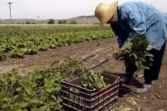 Απαλλάσσονται από το τέλος επιτηδεύματος για το 2019 οι αγρότες 72