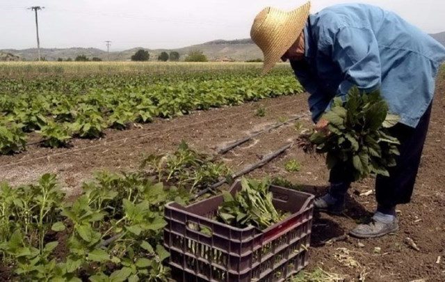 Επίδομα ανεργίας για όσους εργάζονται περιστασιακά σε αγροτικές εργασίες 2