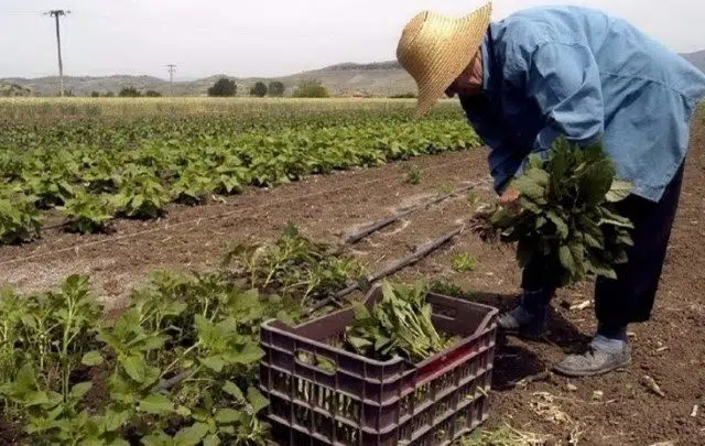 Επίδομα ανεργίας για όσους εργάζονται περιστασιακά σε αγροτικές εργασίες 13