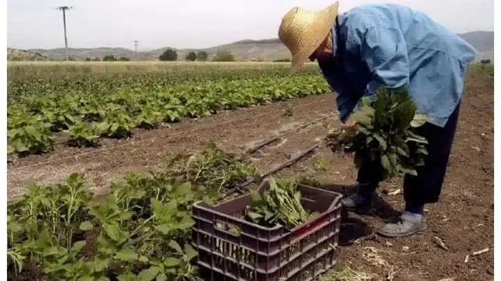 Επίδομα ανεργίας για όσους εργάζονται περιστασιακά σε αγροτικές εργασίες 1