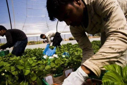 «ΟΑΕΔ… μεταναστών» : Το σχέδιο για αγροτικές δουλειές σε χιλιάδες πρόσφυγες και μετανάστες 44