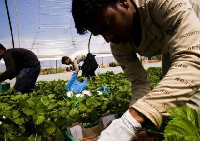 «ΟΑΕΔ… μεταναστών» : Το σχέδιο για αγροτικές δουλειές σε χιλιάδες πρόσφυγες και μετανάστες 12