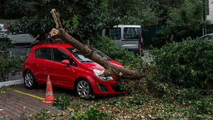 Πώς αποζημιώνονται όσοι έπαθαν ζημιές από πτώση δέντρων στα αυτοκίνητά τους (video) 11