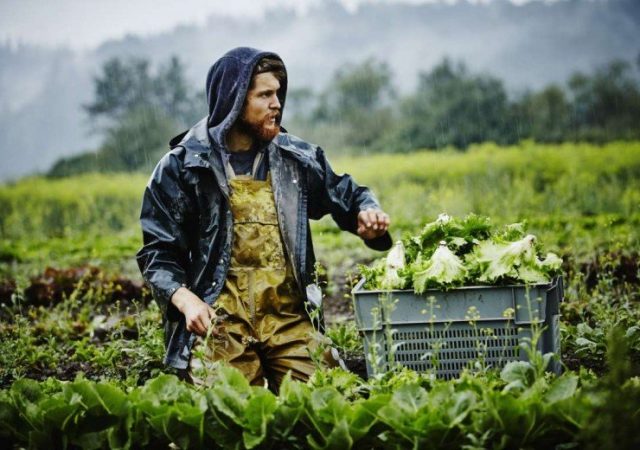 «Νέοι Γεωργοί»: Επιδότηση έως 40.000 ευρώ σε όσους νέους ασχοληθούν με την γεωργία 2