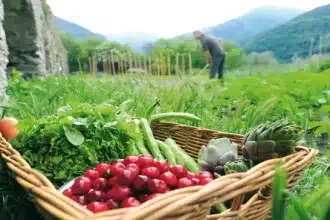 Νέο πρόγραμμα βιολογικής γεωργίας: Ποιες καλλιέργειες εντάσσονται για 1η φορά-Οι δικαιούχοι 12