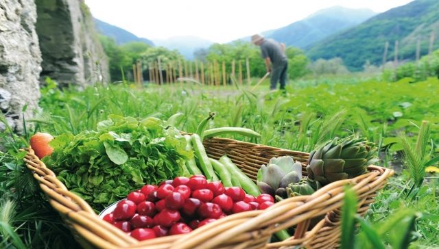 Νέο πρόγραμμα βιολογικής γεωργίας: Ποιες καλλιέργειες εντάσσονται για 1η φορά-Οι δικαιούχοι 13