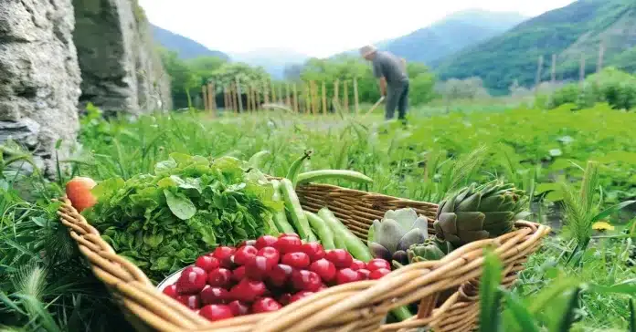Νέο πρόγραμμα βιολογικής γεωργίας: Ποιες καλλιέργειες εντάσσονται για 1η φορά-Οι δικαιούχοι 1