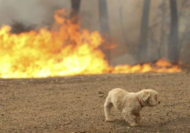 Οδηγίες για την διάσωση από τις φωτιές εγκλωβισμένων ζώων 12