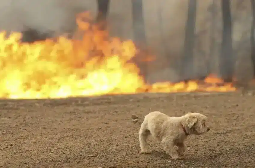 Οδηγίες για την διάσωση από τις φωτιές εγκλωβισμένων ζώων 11