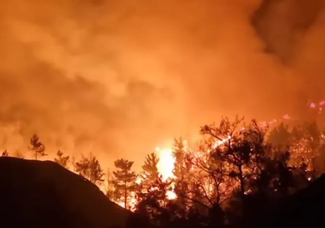Φωτιά στον Έβρο: Το «πριν» και «μετά» της καταστροφικής πυρκαγιάς στη Δαδιά 13
