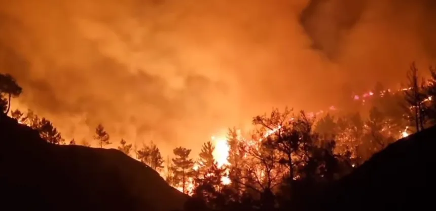 Φωτιά στον Έβρο: Το «πριν» και «μετά» της καταστροφικής πυρκαγιάς στη Δαδιά 11