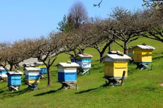 ΔΥΠΑ: Νέο πρόγραμμα κατάρτισης στη μελισσοκομία 70