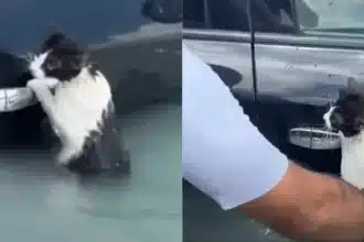 Συγκινητικό βίντεο: Γατάκι γραπώνεται σε χερούλι αυτοκίνητου για να σωθεί από τις πλημμύρες στο Ντουμπάι 21