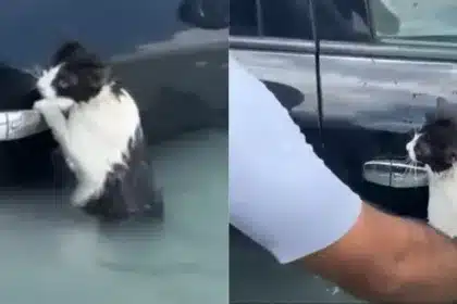 Συγκινητικό βίντεο: Γατάκι γραπώνεται σε χερούλι αυτοκίνητου για να σωθεί από τις πλημμύρες στο Ντουμπάι 22