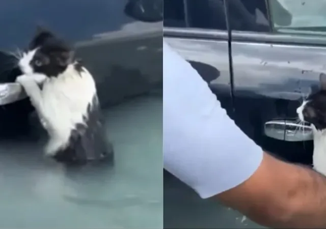 Συγκινητικό βίντεο: Γατάκι γραπώνεται σε χερούλι αυτοκίνητου για να σωθεί από τις πλημμύρες στο Ντουμπάι 4