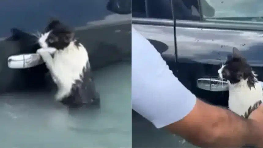 Συγκινητικό βίντεο: Γατάκι γραπώνεται σε χερούλι αυτοκίνητου για να σωθεί από τις πλημμύρες στο Ντουμπάι 1