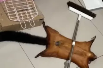 Ιπτάμενος σκίουρος κάνει «τον ψόφιο κοριό» σε ξεκαρδιστικό βίντεο 43