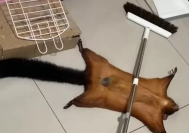Ιπτάμενος σκίουρος κάνει «τον ψόφιο κοριό» σε ξεκαρδιστικό βίντεο 2